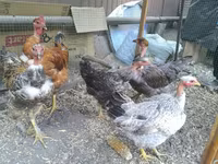 Chickens — عکس 4