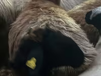 Sheep (batch, sex not specified), Sheep — photo 3