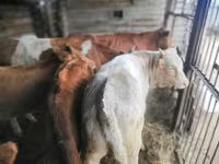 母牛, Simmental cattle — 照片 6