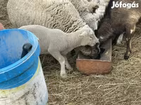 Schaf, Schafe — Foto 6