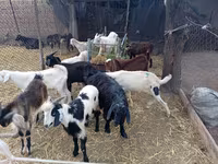 Kozel, Pomellata goat — foto 1