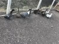 Ducks — foto 3