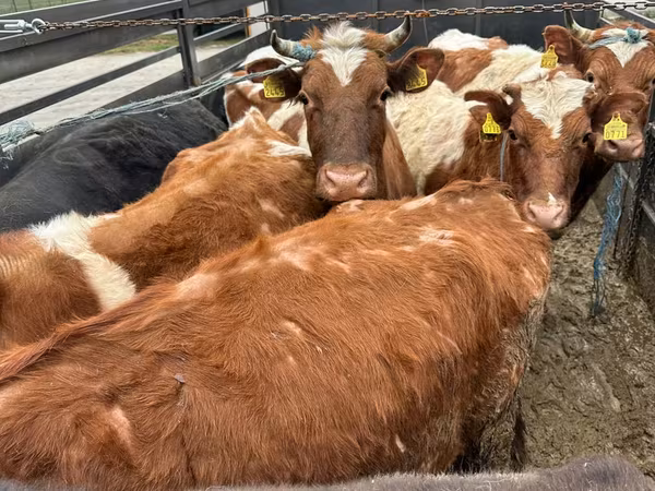 گاو نر, Simmental cattle