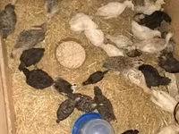 Turkeys — zdjęcie 4