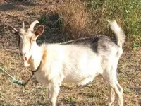 Goat, Goats — photo 1