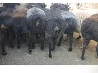 Pecora, Hissar sheep — foto 1
