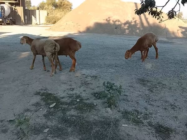 Sheep, Sheep — Kyrgyzstan