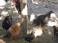 Chickens — foto 8