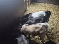 بز نر, Nubian Goat — عکس 2