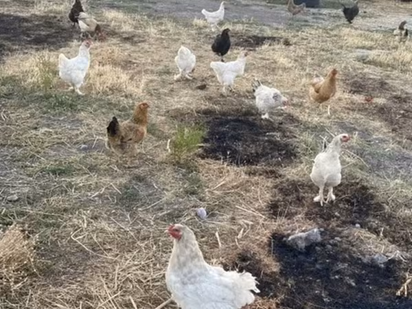 Chickens — Kyrgyzstan
