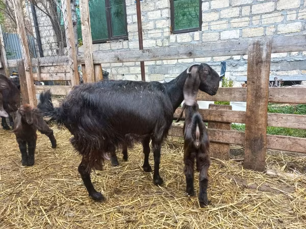 Koza, Damask goat