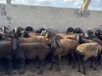 Baran, Owce — zdjęcie 1