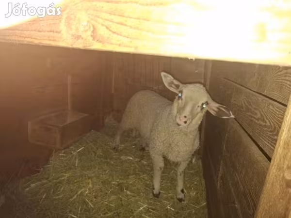 Pecora, Pecore