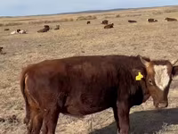 ወንድ በሬ, Kazakh White-headed cow — ፎቶ 3