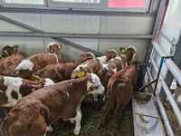 Bulle, Simmental cattle — Foto 3