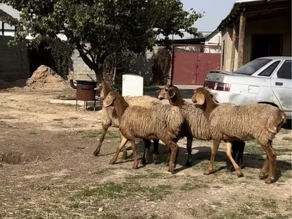 雄羊, 羊