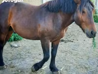 Kuda jantan, Međimurje horse — foto 4