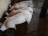 Prasata (šarže, pohlaví neuvedeno), Prasata — foto 2