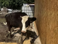 İnek, Simmental cattle — foto 3