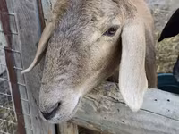 Pecora, Pecore — foto 3