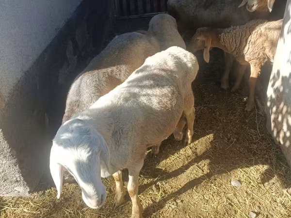 Ovce, Rhon sheep