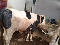 Sığır (parti, cinsiyet belirtilmedi), Simmental cattle — foto 4
