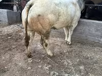母牛, Belgian Blue — 照片 3