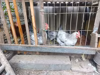 Adler Silver — foto 3