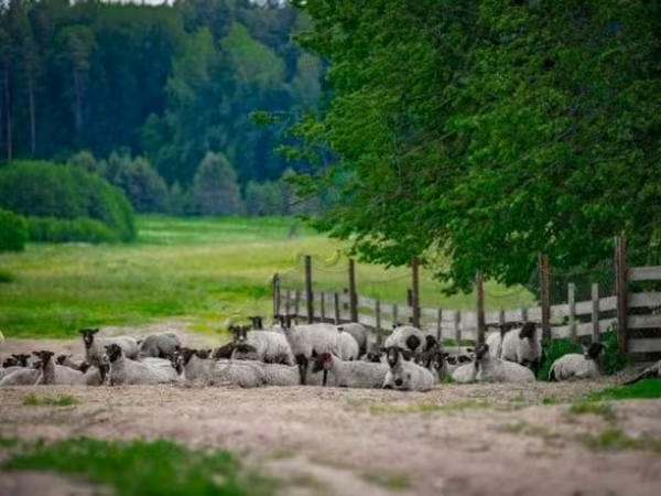 Ram, Romanov sheep — Russia