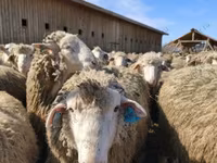 Ram, Kazakh fat-tailed coarsewool sheep — photo 4