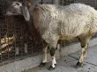 Wad, Rhon sheep — sawirka 7