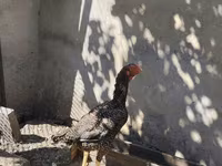Chickens — عکس 1