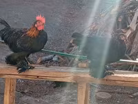 Chickens — zdjęcie 7