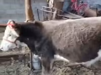 Bull, Swiss cattle — photo 2