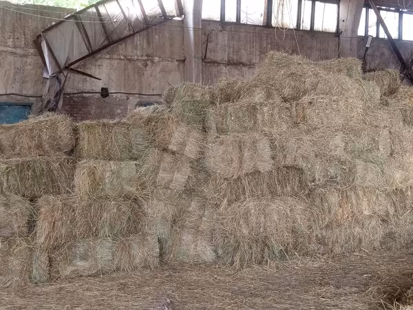Продам сено