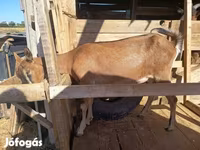 Capră, Alpine goat — foto 8