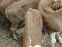 மாடுகள் (தொகுதி, பாலினம் குறிப்பிடப்படவில்லை), Simmental cattle — புகைப்படம் 3