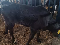 Sapi, Limousin cow — foto 3