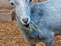 Capra, Saanen goat — foto 7