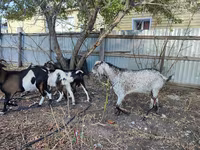 암염소, Kamori goats — 사진 2