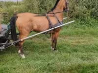 수말, Hungarian horse breed — 사진 2