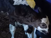 Tjur, Russian Black pied cattle — foto 2