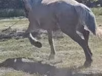 Kuda betina, Horses — foto 2