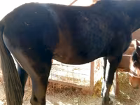 گھوڑی, French Trotter — تصویر 5