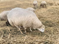 숫양, Bardhoka sheep — 사진 1