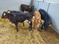 گاو ماده, Simmental cattle — عکس 2