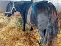 Էգ ձի, American shetland pony — լուսանկար 1