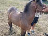 Cavallo, Cavalli — foto 7
