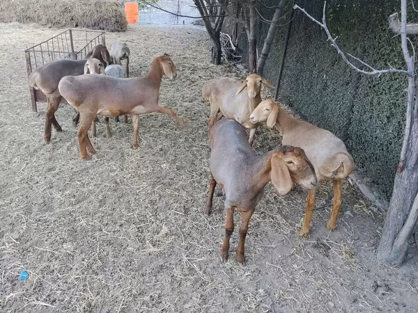 قوچ, Arashan sheep