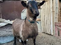Ri’ lab, Saanen goat — sawirka 4